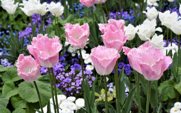 I tulipani di Morges