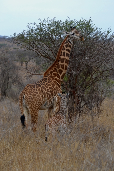 Mom giraffe and her baby, Kenya