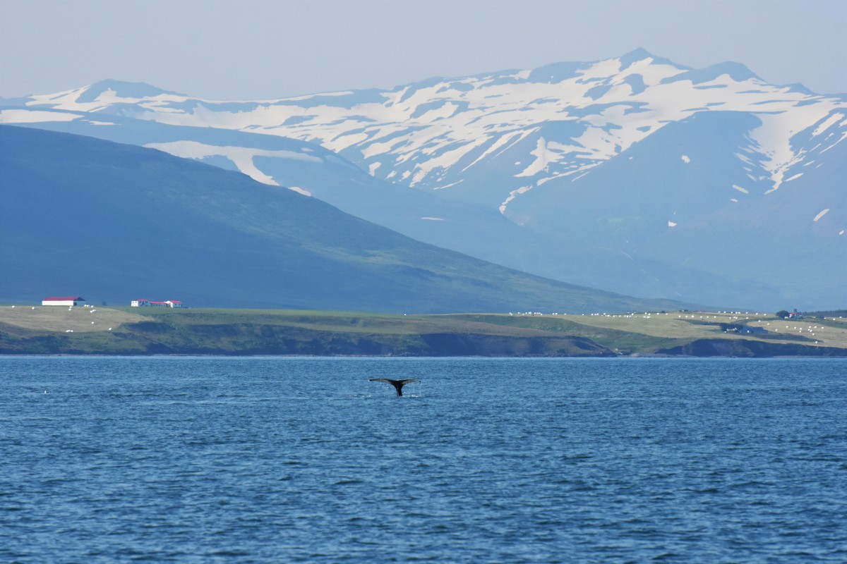 whale watching Islanda