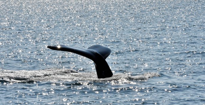 Whale watching in Islanda: Húsavík o Hauganes?