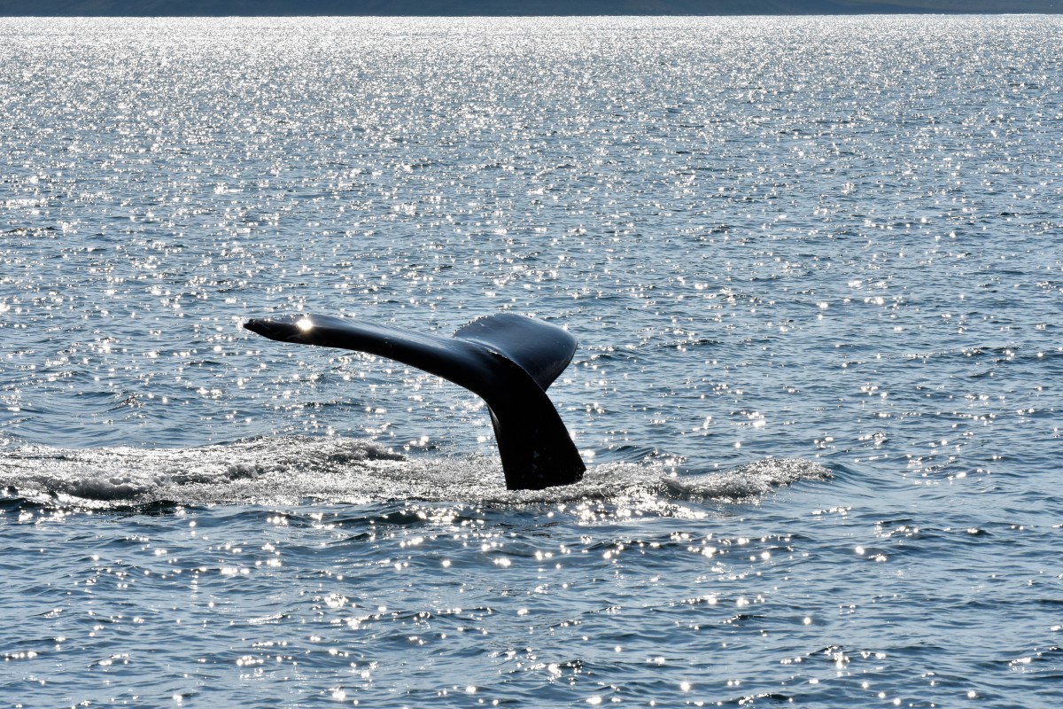 whale watching in Islanda