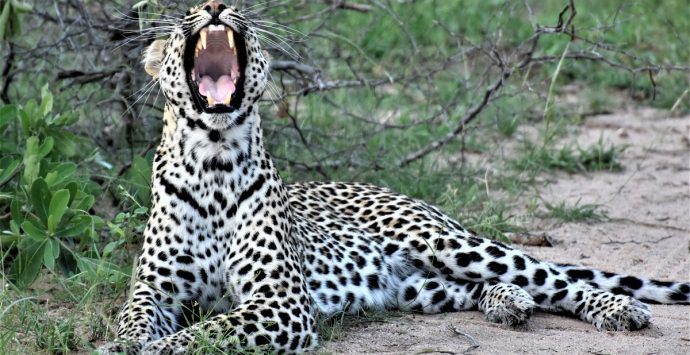 Sabi Sands: due giorni di leopardi ed emozioni forti